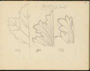 Skizzenbuch 2: Ornamentstudien, Akanthus, Detail, naturalistisch, griechisch und römisch