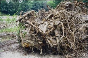Königs Wusterhausen, Dokumentation zur Wiederherstellung, Baumstumpf (Stubben) einer Esche.