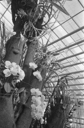 Blühende Orchideen im Gewächshaus des Botanischen Gartens.