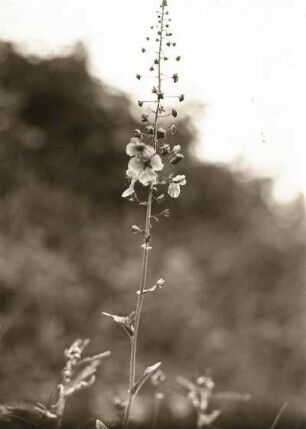 Violette Königskerze (Verbascum phoeniceum) oder Phönizische Königskerze bzw. Purpur-Königskerze aus der Flora des Ketzerbachtales