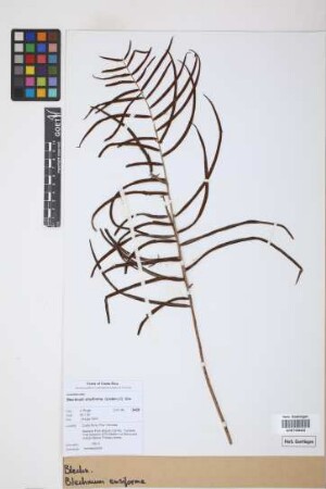 Blechnum ensiforme (Liebm.) C. Chr.