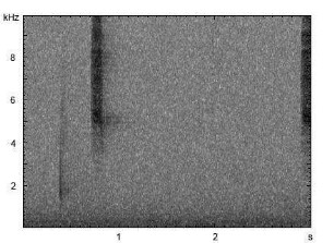 Raufußkauz | Aegolius funereus - Ruf