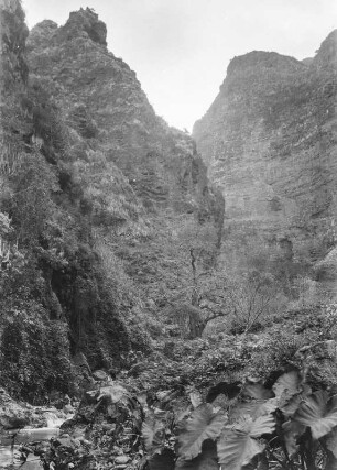 Barranco del Infierno : Staudenvegetation im Barranco del Infierno. Am linken unteren Bildrand ein Gewässer