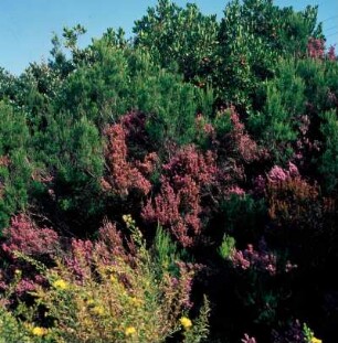 Thessalien. Im Pelion (Pilio). Blühende Heide und Erdbeersträucher mit Früchten bei Neodiorion