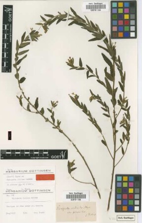 Piriqueta cistoides (L.) Griseb. var. foliosa (Garcke) Urb.