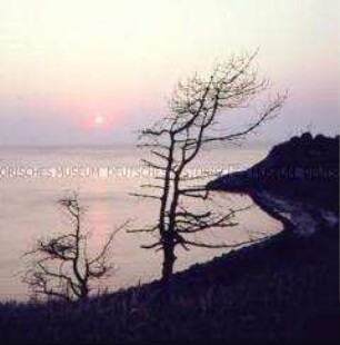 Baum in der Abendsonne auf der Ostseeinsel Hiddensee