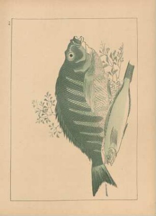 AIJ. Fische