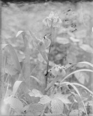 Sumpf-Schwertlilie : Sumpf-Schwertlilie (Iris pseudacorus Linnaeus), auch als Wasser-Schwertlilie bekannt.