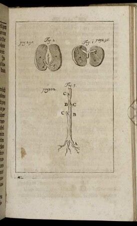 Fig: 1., Fig: 2. [zu] pag. 295. / Fig: 3. [zu] pag. 302.