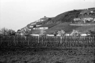 Ihringen: Weinberge auf Terrassen bei Ihringen