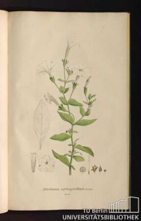 Tab. 61. Nicotiana nyctaginiflora Lehm.