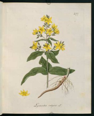 Lysimachia vulgaris L.