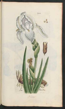 304. Iris florentina