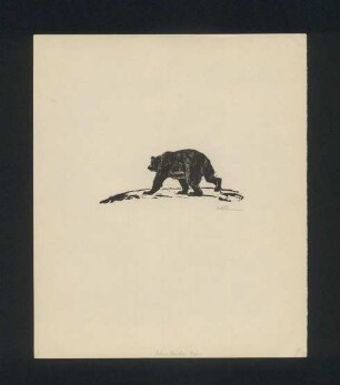 Braun der Bär