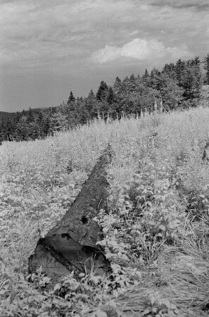 Landschaft im Harz