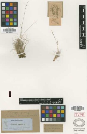 Tricuspis simplex Griseb. [holotype]