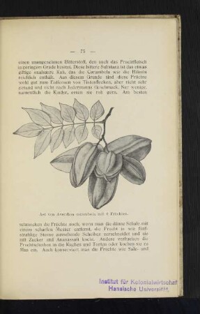 Ast der Averrhoa earambola mit 6 Früchten.