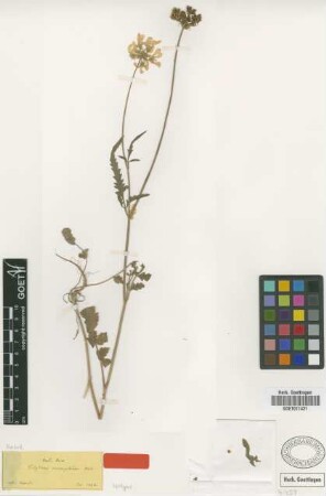 Tordylium macropetalum Boiss. [isotype]