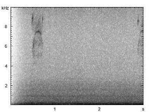 Rothund | Cuon alpinus - Winseln