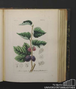 Urticeae. Morus nigra L. Schwarzer Maulbeerbaum.