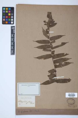 Alsophila glabra (Blume) Hook.