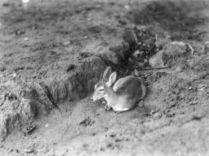 Antilope : Ein junges Impala