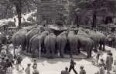 Donopbrunnen mit Elefanten des Zirkus Barum auf dem                               Marktplatz. Detmold. Marktplatz. Info von der LZ: Es zeigt eine Gruppe                               von Zirkus-Elefanten vor dem Donopbrunnen am Marktplatz. Demnach hat                               sich das am 9. Juni 1958 abgespielt; der Zirkus Franz Althoff war in                               der Stadt und hatte gerade Premiere gefeifert