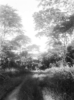 Waldbild : Blick in einen Wald.