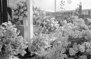 Chrysanthemen-Schau in der Nancyhalle im Rahmen der Bundesgartenschau.