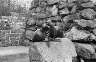 Seelöwen im Karlsruher Zoo.