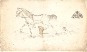 Gärtner, Friedrich von; Frühe Zeichnungen - Pferd u. Schmetterling (Studien)