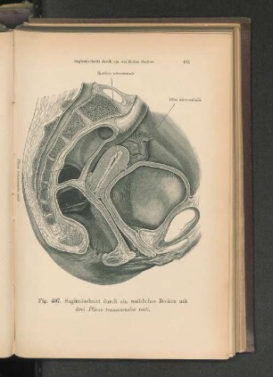 Fig. 407. Sagittalschnitt durch ein weibliches Becken.