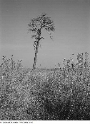 Baum