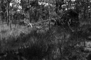 Wald : Lichte Stelle im Wald, auf der Elephanten herumgetollt zu haben scheinen.