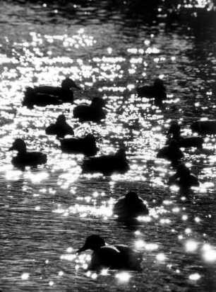 Eine Wildentenfamilie auf der Oberalster. Aufgenommen 1968 bei Gegenlicht
