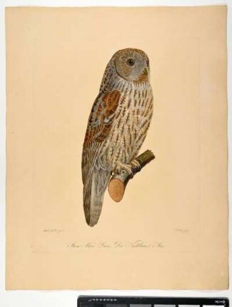 Strix Aluco. Linn. Der Nachtkauz. Mas. - Waldkauz. Strix aluco; mas. - Zeichner: Ambrosius Gabler; Stecher: Johann Carl Bock
