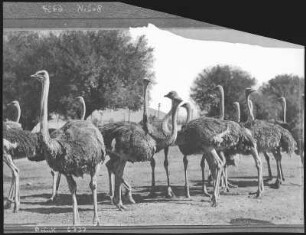 South Pasadena, Kalifornien. Cawston Ostrich Farm, Cal.