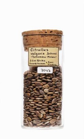 Citrullus lanatus (Thunb.) Matsum. & Nakai aus Windhoek (Namibia [ehem. Deutsch-Südwestafrika])