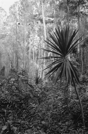 Regenwald : Blick in den Regenwald bei Lushoto.