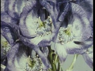 Aconitum carmichaelii (Ranunculaceae) - Pollination durch Apis mellifera