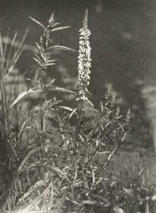Blutweiderich : Blutweiderich (Lythrum salicaria) in Blüte
