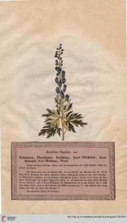 Aconitum Napellus