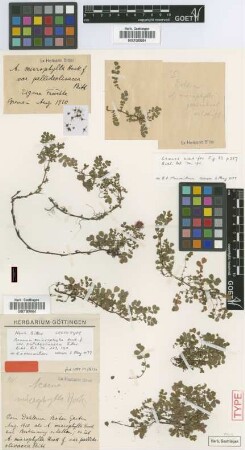 Acaena microphylla Hook.f. var. pallideolivacea Bitter[lectotype]