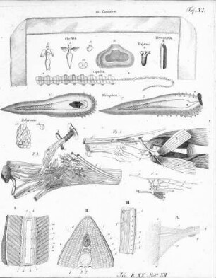 Tafel XI zur Isis 1827, Band XX, Heft XII. Sp. 1005
