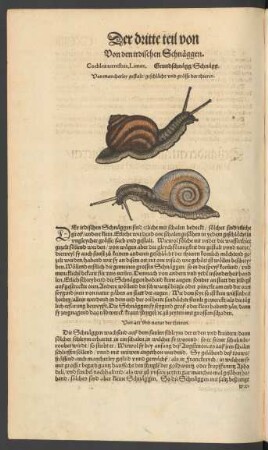 Von den irdischen Schnäggen. Cochlea terrestris, Limax. Grundschnägg/ Schnägg.