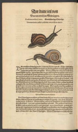Von den irdischen Schnäggen. Cochlea terrestris, Limax. Grundschnägg/ Schnägg.