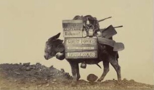 Donkey: "I helped build Pikes Peak Railroad Myself"
