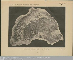 Taf. II. Sterzel: Grosser Psaronius von Chemnitz