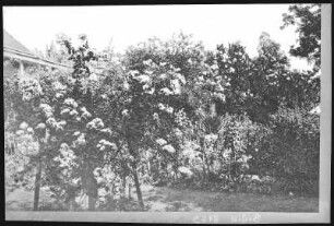 Redding, California. Flowers