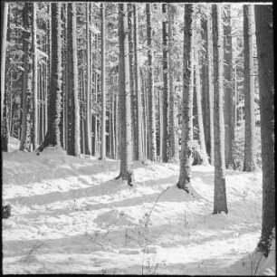 Schwarzwaldwinter